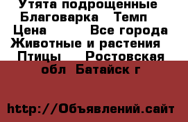 Утята подрощенные “Благоварка“,“Темп“ › Цена ­ 100 - Все города Животные и растения » Птицы   . Ростовская обл.,Батайск г.